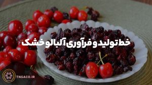 خط تولید و فرآوری آلبالو خشک