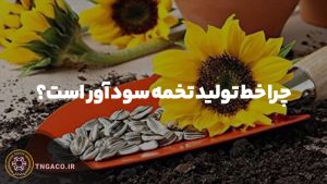 چرا خط تولید تخمه سود آور است؟