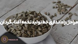 خط تولید تخمه آفتابگردان