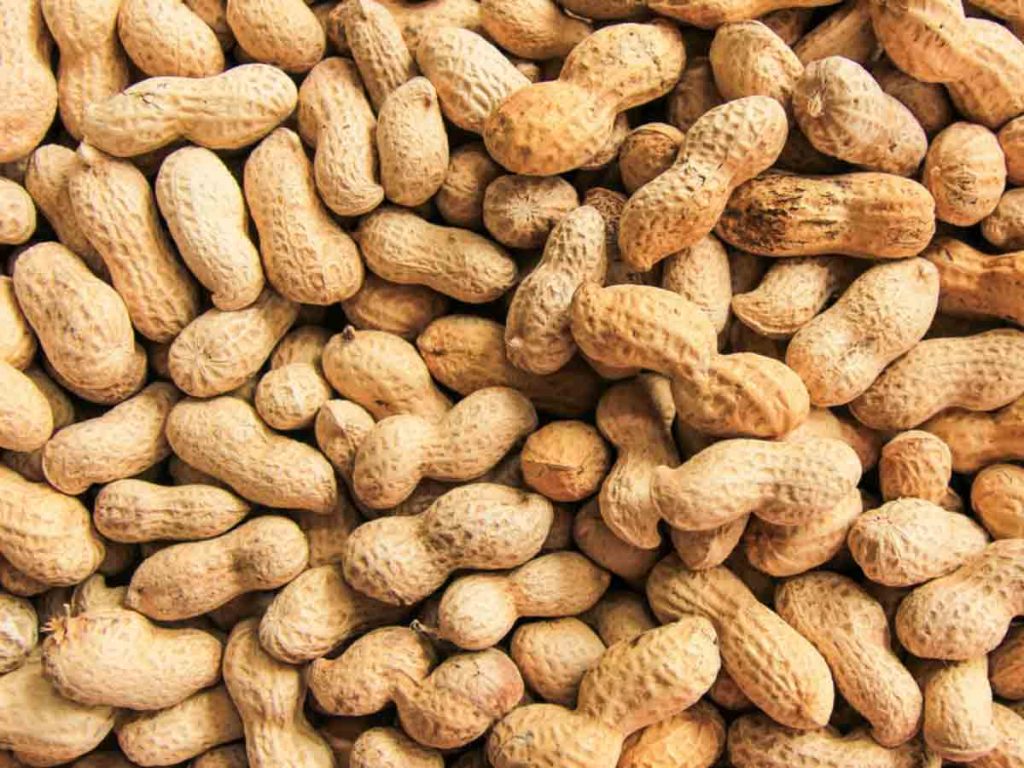 خط تولید بادام زمینی