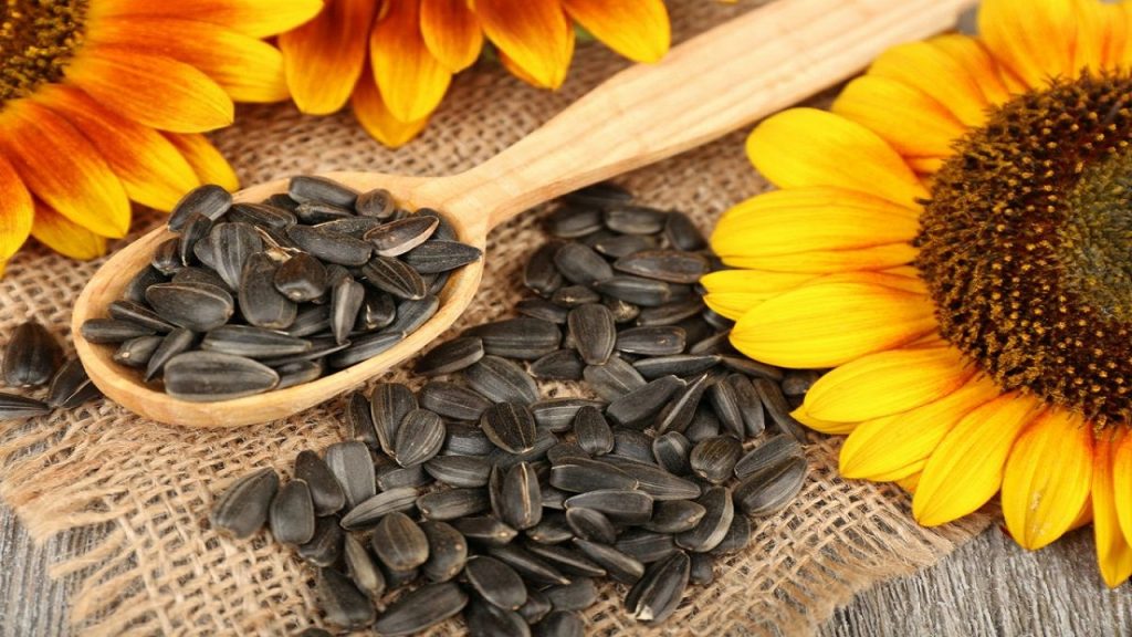 خط تولید تخمه